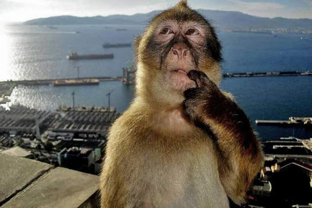 the-original-image-of-the-monkey-thinking-meme